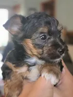 Twix, a male Morkie for sale in Saint Marys, KS – 6 of 8