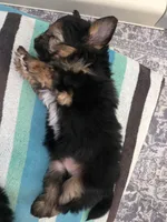 Snickers, a male Morkie for sale in Saint Marys, KS – 4 of 8