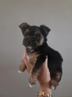 Twix, a male Morkie for sale in Saint Marys, KS – 2 of 8