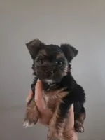 Twix, a male Morkie for sale in Saint Marys, KS – 3 of 8