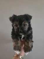 Snickers, a male Morkie for sale in Saint Marys, KS – 8 of 8