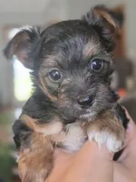 Twix, a male Morkie for sale in Saint Marys, KS – 5 of 8