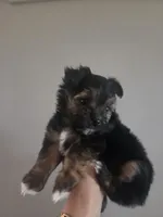 Snickers, a male Morkie for sale in Saint Marys, KS – 7 of 8