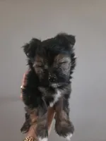 Snickers, a male Morkie for sale in Saint Marys, KS – 6 of 8
