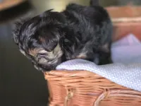 Snickers, a male Morkie for sale in Saint Marys, KS – 2 of 8