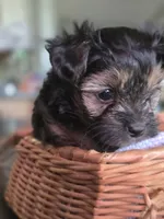 Snickers, a male Morkie for sale in Saint Marys, KS – 3 of 8