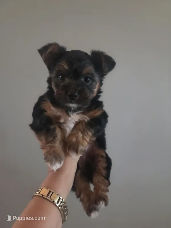 Twix – Morkie puppy for sale in Saint Marys, KS
