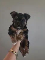 Twix, a male Morkie for sale in Saint Marys, KS – 1 of 8