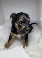 Twix, a male Morkie for sale in Saint Marys, KS – 7 of 8