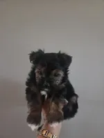 Snickers, a male Morkie for sale in Saint Marys, KS – 1 of 8