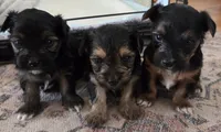 Snickers, a male Morkie for sale in Saint Marys, KS – 5 of 8