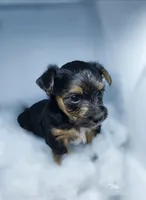 Twix, a male Morkie for sale in Saint Marys, KS – 8 of 8