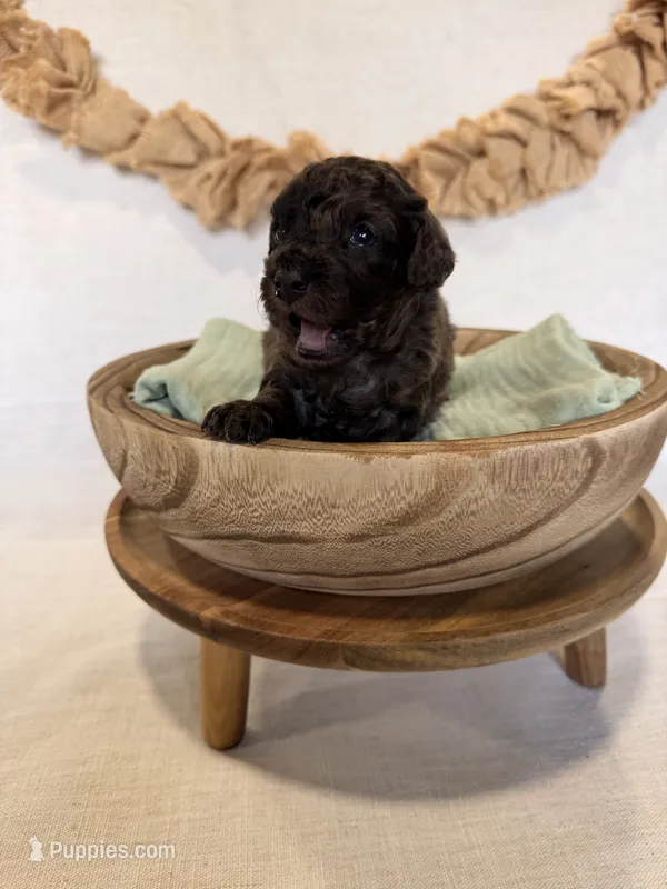 Rip  – Miniature Goldendoodle puppy for sale in Owensville, IN
