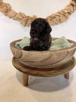 Rip , a male Miniature Goldendoodle for sale in Owensville, IN – 1 of 2