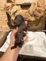 Rip, a male Miniature Goldendoodle for sale in Owensville, IN – 2 of 2
