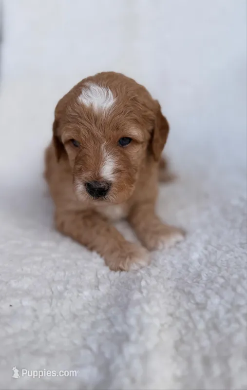 Daisy  – Goldendoodle puppy for sale in Owensville, IN