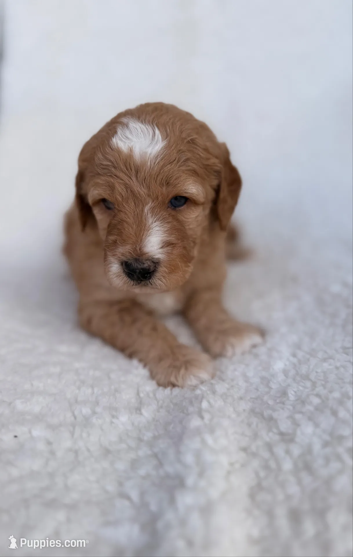 Daisy , a male Goldendoodle for sale in Owensville, IN – 2 of 5