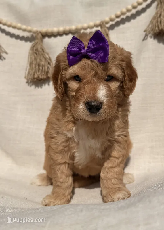 Daisy  – Goldendoodle puppy for sale in Owensville, IN
