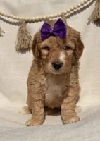 Daisy , a male Goldendoodle for sale in Owensville, IN – 1 of 5