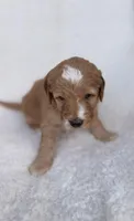 Daisy , a male Goldendoodle for sale in Owensville, IN – 5 of 5