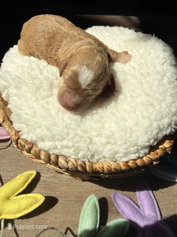 Daisy  – Goldendoodle puppy for sale in Owensville, IN