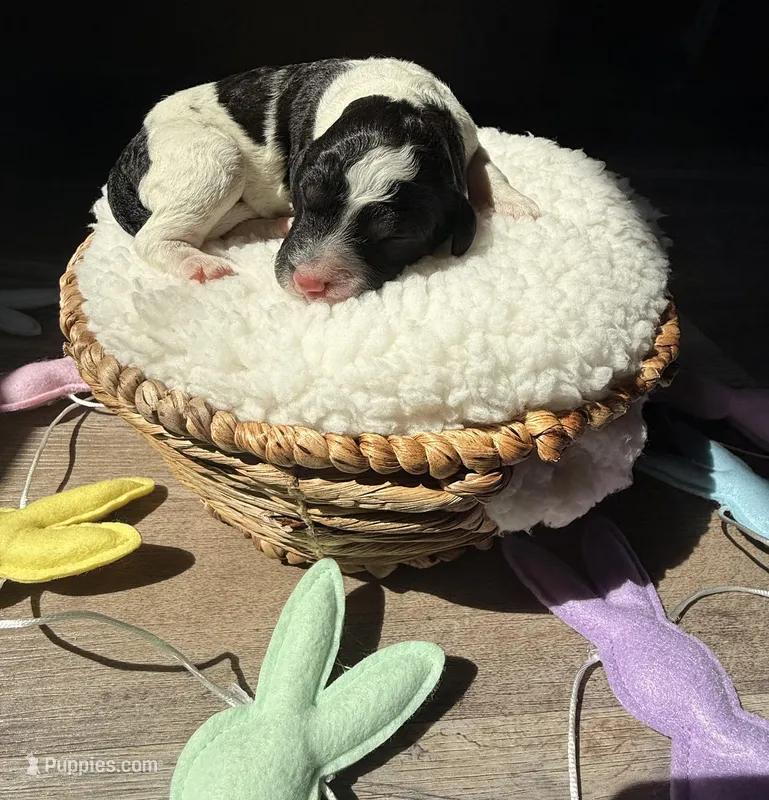 Oreo  – Goldendoodle puppy for sale in Owensville, IN