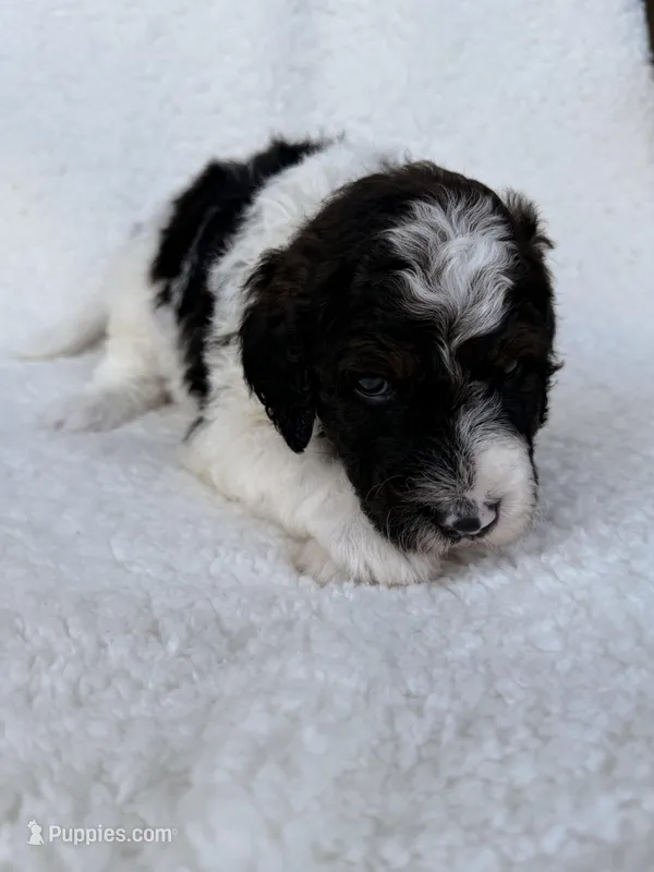 Oreo  – Goldendoodle puppy for sale in Owensville, IN