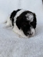 Oreo , a male Goldendoodle for sale in Owensville, IN – 2 of 4