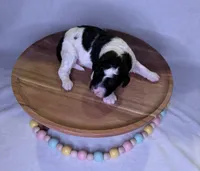 Oreo , a male Goldendoodle for sale in Owensville, IN – 4 of 4