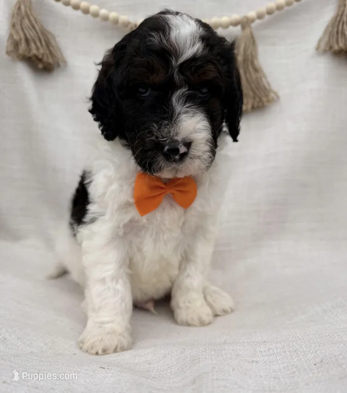 Oreo  – Goldendoodle puppy for sale in Owensville, IN