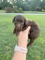 Skye , a female Miniature Goldendoodle for sale in Owensville, IN – 2 of 2