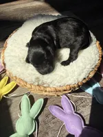 Thumper , a male Goldendoodle for sale in Owensville, IN – Photo 2 of 2