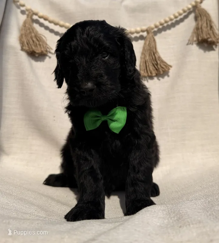 Thumper  – Goldendoodle puppy for sale in Owensville, IN