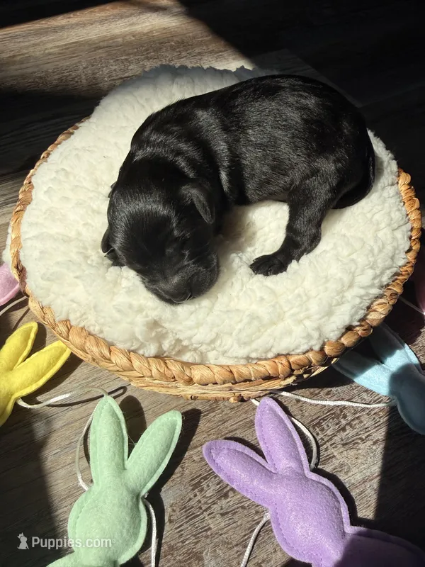 Thumper  – Goldendoodle puppy for sale in Owensville, IN