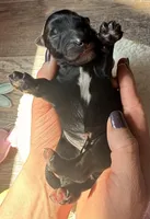 Cadbury , a male Goldendoodle for sale in Owensville, IN – Photo 2 of 3