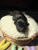 Cadbury , a male Goldendoodle for sale in Owensville, IN – Photo 3 of 3