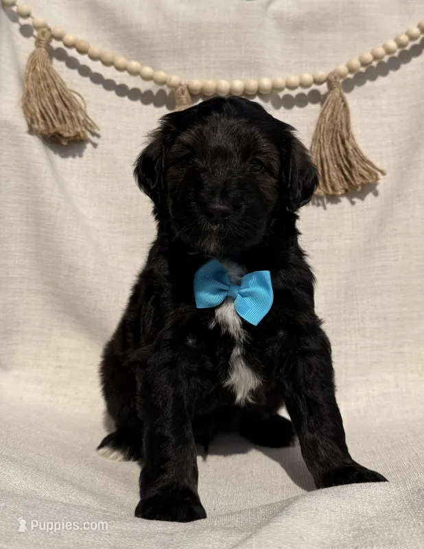 Cadbury  – Goldendoodle puppy for sale in Owensville, IN