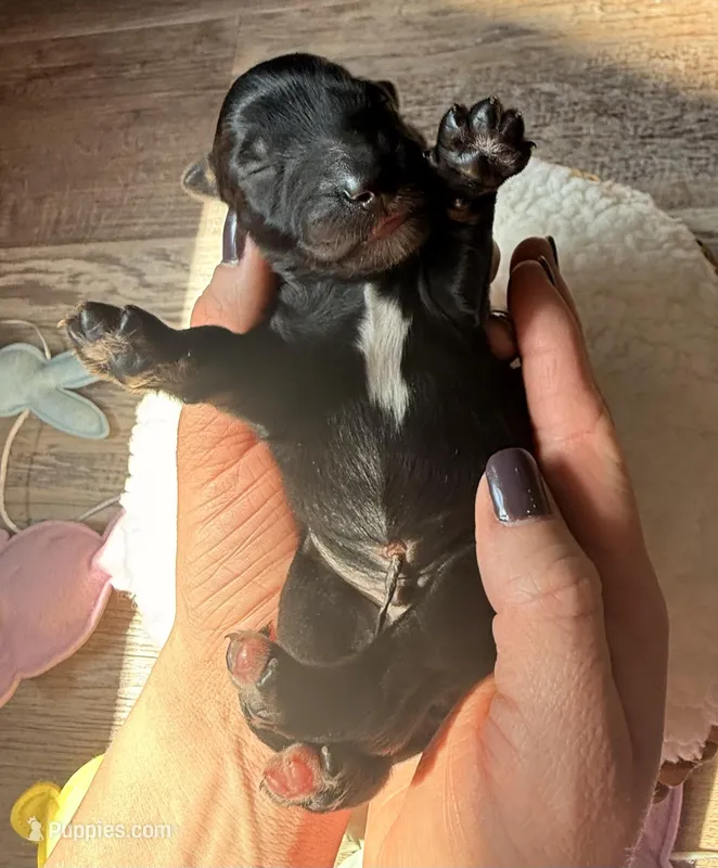 Cadbury  – Goldendoodle puppy for sale in Owensville, IN