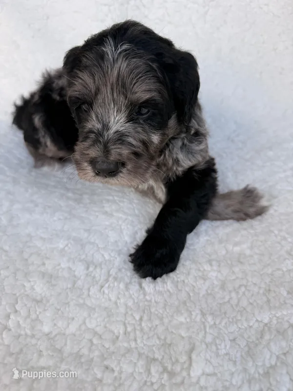 Speckle  – Goldendoodle puppy for sale in Owensville, IN