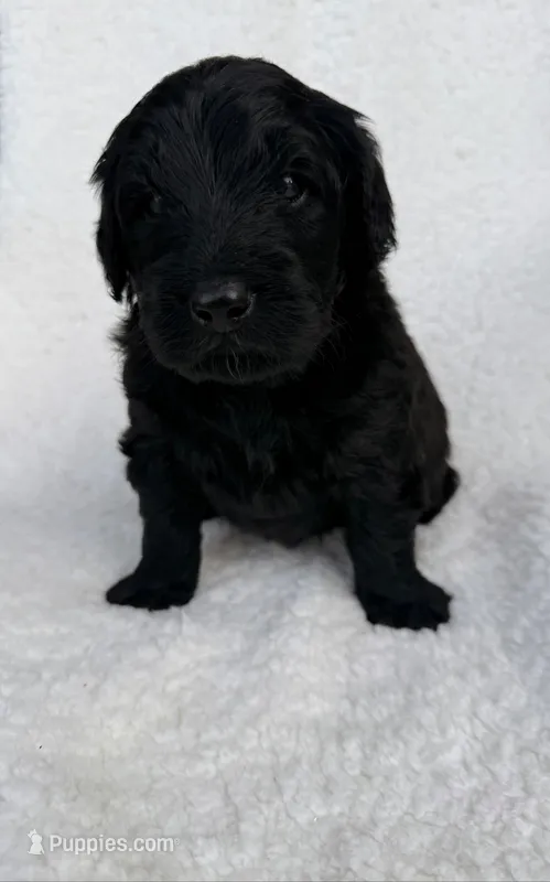 Thumper  – Goldendoodle puppy for sale in Owensville, IN