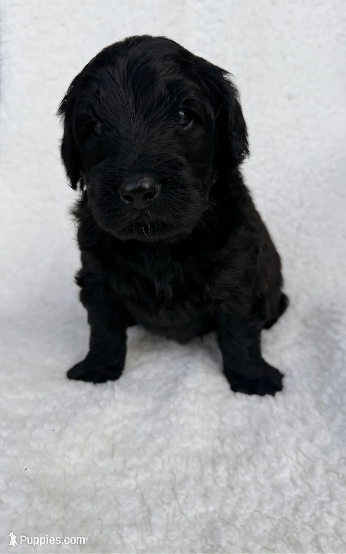 Thumper , a male Goldendoodle for sale in Owensville, IN – 2 of 5