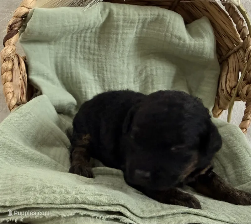 Cove  – Miniature Goldendoodle puppy for sale in Owensville, IN