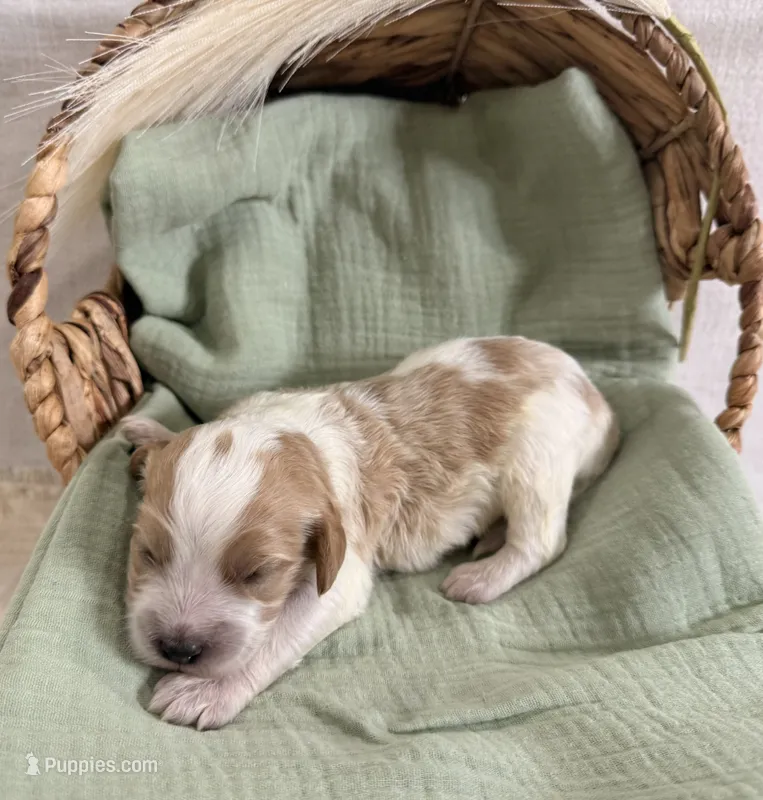 Waylon  – Cavapoo puppy for sale in Owensville, IN