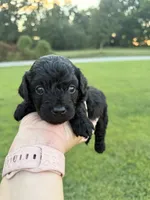 Kai , a male Miniature Goldendoodle for sale in Owensville, IN – 2 of 2