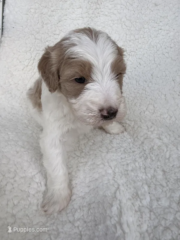 Cotton – Goldendoodle puppy for sale in Owensville, IN