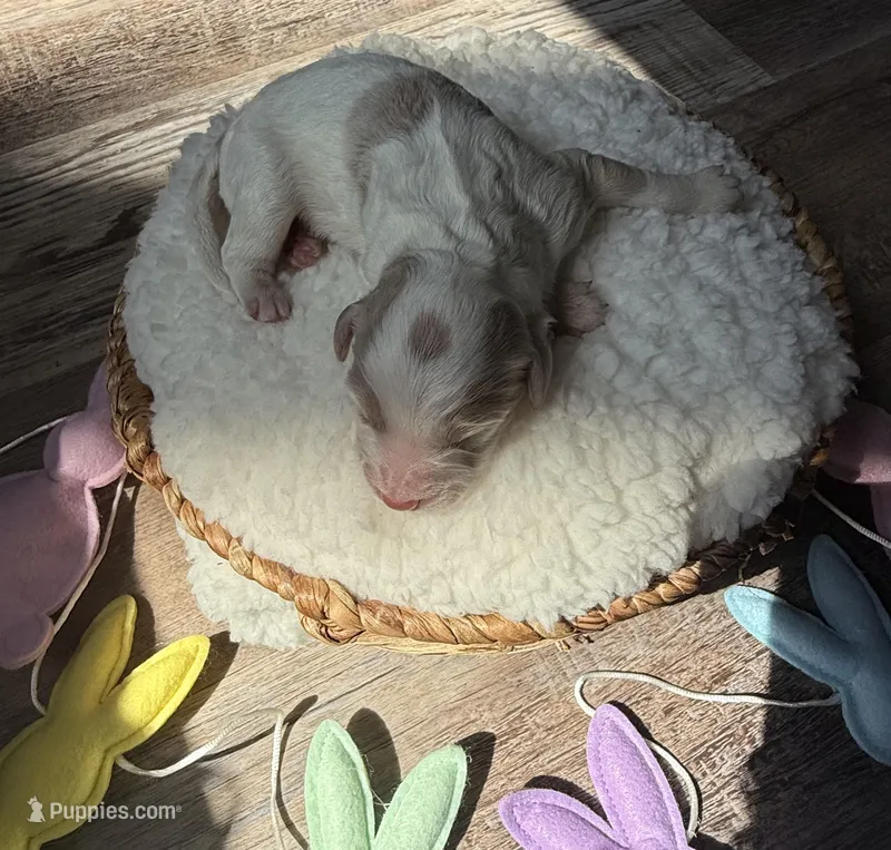 Cotton – Goldendoodle puppy for sale in Owensville, IN