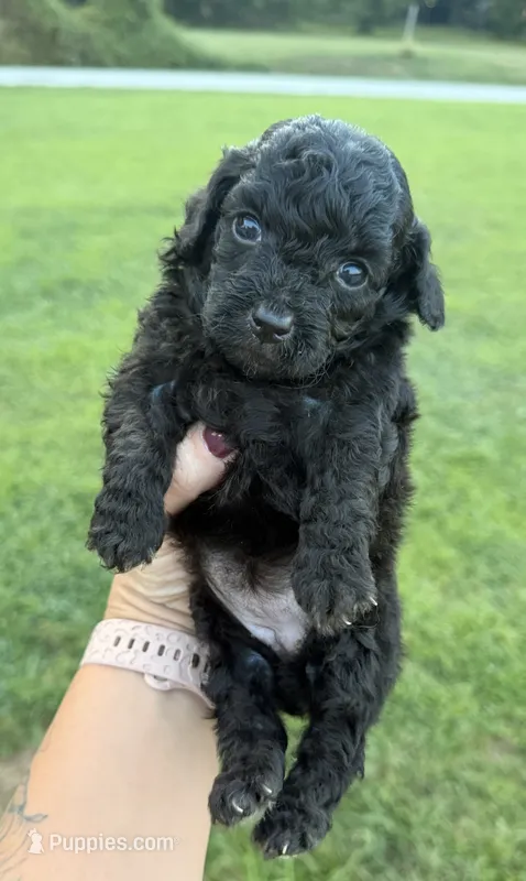 Coral  – Miniature Goldendoodle puppy for sale in Owensville, IN