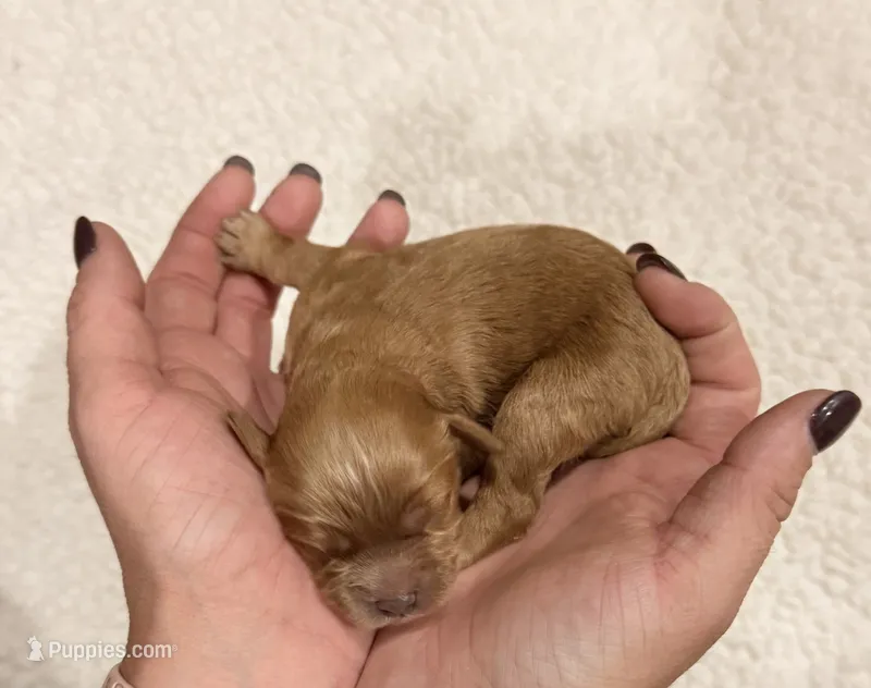 Hank  – Cavapoo puppy for sale in Owensville, IN