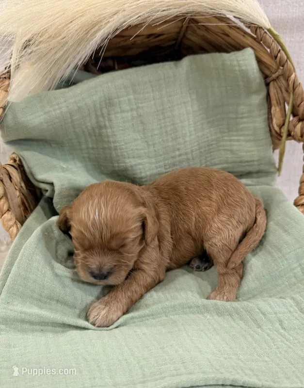 Hank  – Cavapoo puppy for sale in Owensville, IN