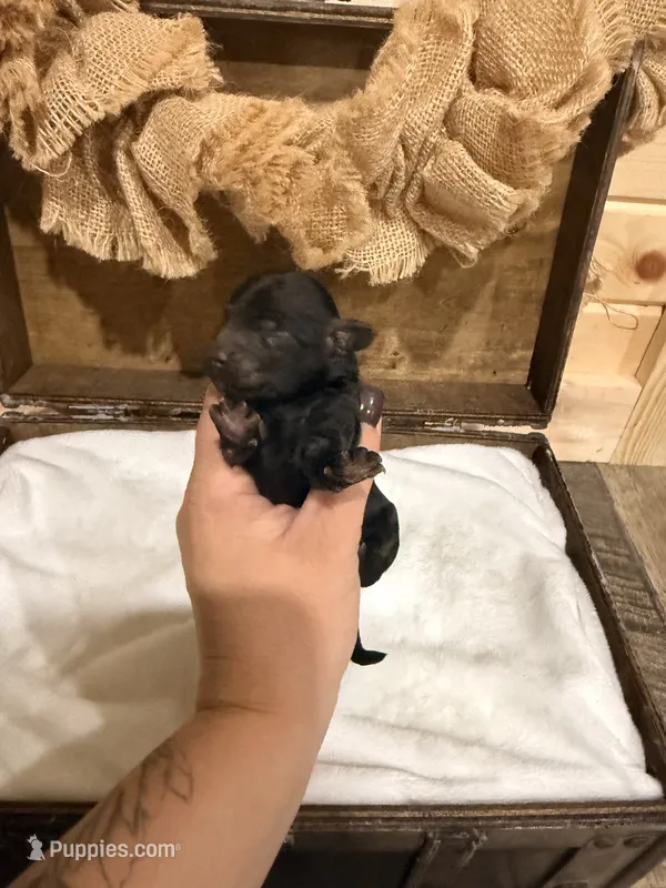 Coral  – Miniature Goldendoodle puppy for sale in Owensville, IN